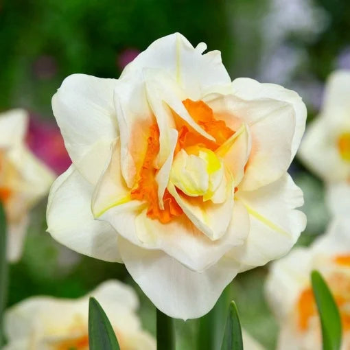 Bulbi Narcise Duble - Flower Drift - Pachet 3 Bulbi