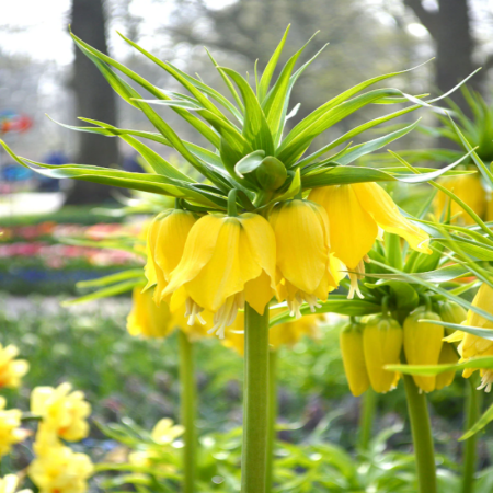 Bulbi Fritillaria - Imperialis Lutea - 1 bulb
