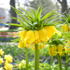 Bulbi Fritillaria - Imperialis Lutea - 1 bulb