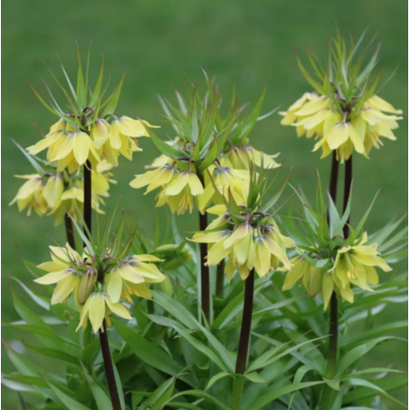 Bulbi Fritillaria - Raddeana - 1 bulb