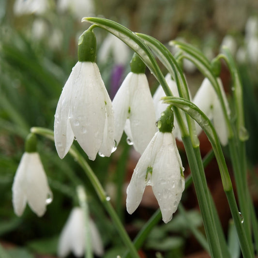 Bulbi Ghiocei - Galanthus Mount Everest - Pachet 5 Bulb - Aqua Flowers
