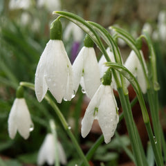 Bulbi Ghiocei - Galanthus Mount Everest - Pachet 5 Bulb - Aqua Flowers