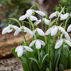Bulbi Ghiocei - Galanthus Mount Everest - Pachet 5 Bulb - Aqua Flowers