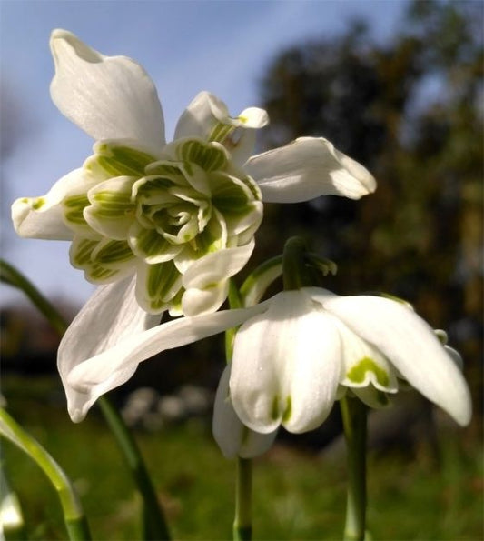 Bulbi Ghiocei - Galanthus Nivalis Flore Pleno - Pachet 5 Bulb - Aqua Flowers