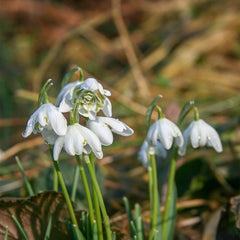 Bulbi Ghiocei - Galanthus Nivalis Flore Pleno - Pachet 5 Bulb - Aqua Flowers