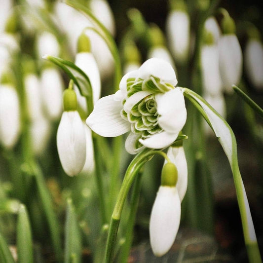 Bulbi Ghiocei - Galanthus Nivalis Flore Pleno - Pachet 5 Bulb - Aqua Flowers