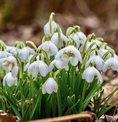 Bulbi Ghiocei - Galanthus Nivalis Flore Pleno - Pachet 5 Bulb - Aqua Flowers