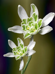 Bulbi Ghiocei - Galanthus Nivalis Flore Pleno - Pachet 5 Bulb - Aqua Flowers