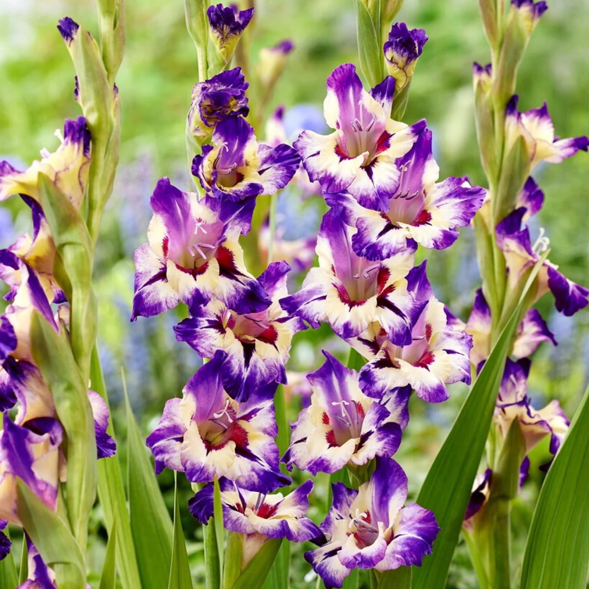 Bulbi Gladiole - Circus Club - Pachet 3 Bulb - Aqua Flowers