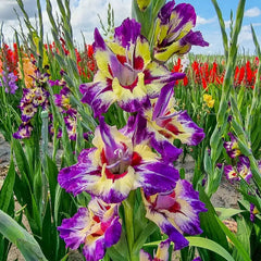 Bulbi Gladiole - Circus Club - Pachet 3 Bulb - Aqua Flowers