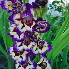 Bulbi Gladiole - Circus Club - Pachet 3 Bulb - Aqua Flowers