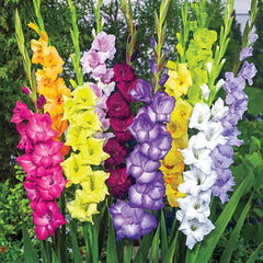 Bulbi Gladiole - Deluxe Mix - Pachet 20 Bulb - Aqua Flowers