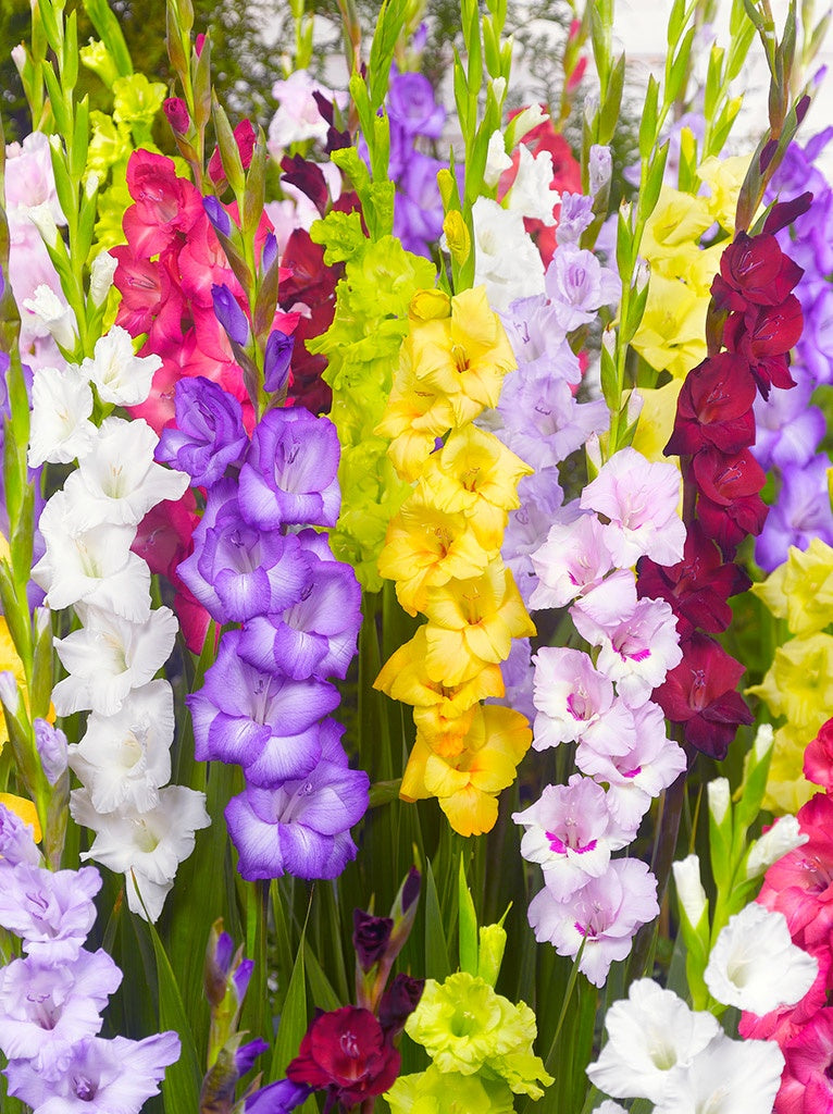 Bulbi Gladiole - Deluxe Mix - Pachet 20 Bulb - Aqua Flowers