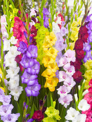 Bulbi Gladiole - Deluxe Mix - Pachet 20 Bulb - Aqua Flowers