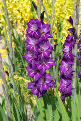 Bulbi Gladiole - Flirty - Pachet 3 Bulb - Aqua Flowers