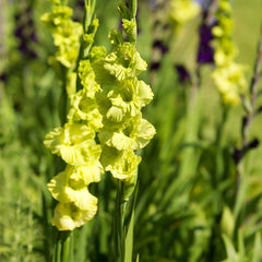 Bulbi Gladiole - Green Star - Pachet 3 Bulb - Aqua Flowers