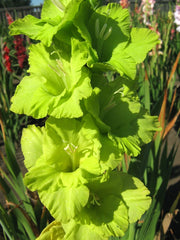 Bulbi Gladiole - Green Star - Pachet 3 Bulb - Aqua Flowers