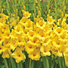Bulbi Gladiole - Nova Lux - Pachet 3 Bulb - Aqua Flowers