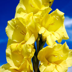 Bulbi Gladiole - Nova Lux - Pachet 3 Bulb - Aqua Flowers