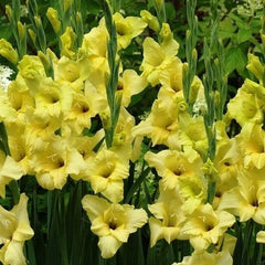 Bulbi Gladiole - Nova Lux - Pachet 3 Bulb - Aqua Flowers