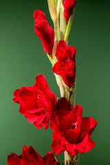 Bulbi Gladiole - Oscar - Pachet 3 Bulb - Aqua Flowers
