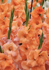 Bulbi Gladiole - Peter Pears - Pachet 3 Bulb - Aqua Flowers