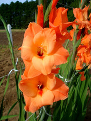 Bulbi Gladiole - Peter Pears - Pachet 3 Bulb - Aqua Flowers