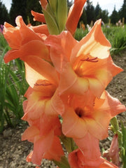 Bulbi Gladiole - Peter Pears - Pachet 3 Bulb - Aqua Flowers
