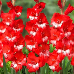 Bulbi Gladiole - Sparkler - Pachet 3 Bulb - Aqua Flowers