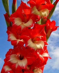 Bulbi Gladiole - Sparkler - Pachet 3 Bulb - Aqua Flowers
