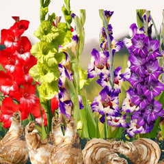 Bulbi Gladiole - Star Mix - Pachet 20 Bulb - Aqua Flowers