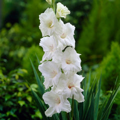 Bulbi Gladiole - White Prosperity - Pachet 3 Bulb - Aqua Flowers