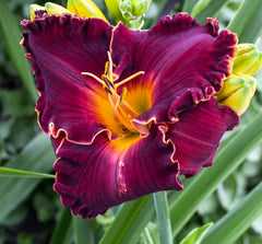 Bulbi Hemerocallis - Excellent - Pachet 1 Bulb - Aqua Flowers