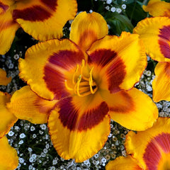 Bulbi Hemerocallis - Fooled me - Pachet 1 Bulb - Aqua Flowers