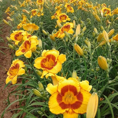 Bulbi Hemerocallis - Fooled me - Pachet 1 Bulb - Aqua Flowers