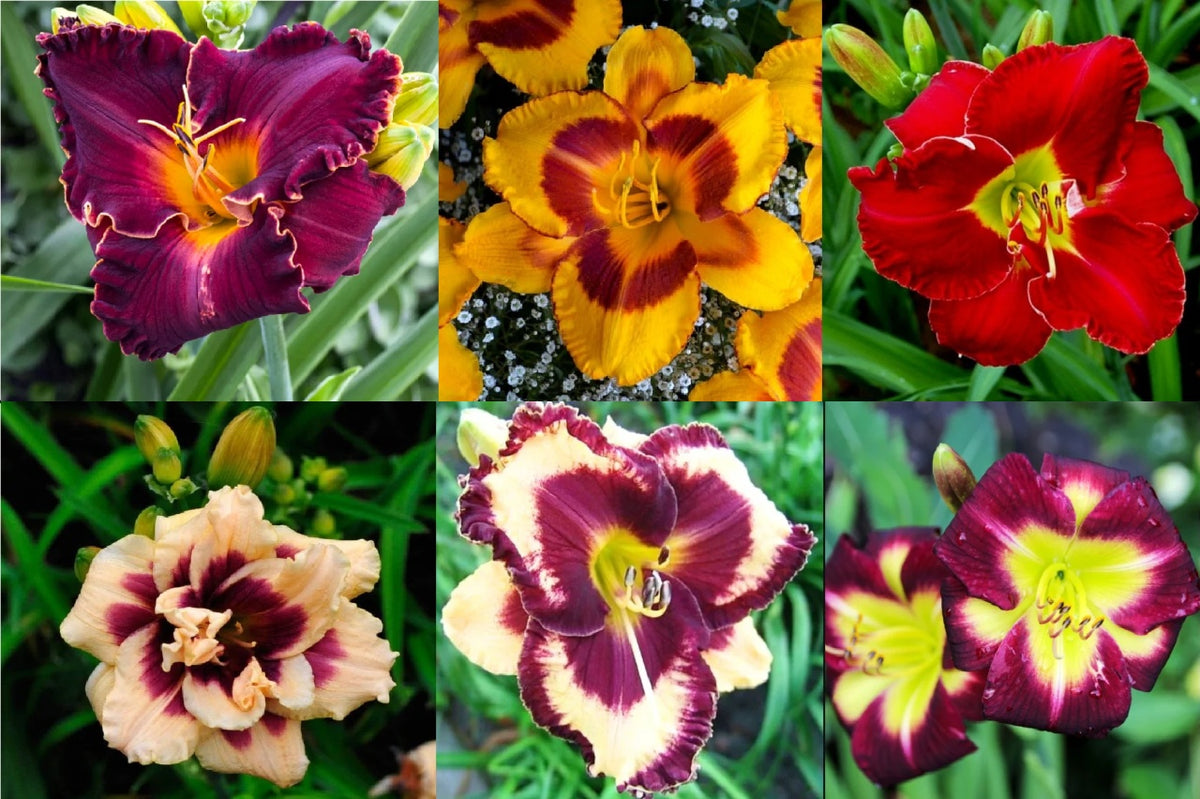 Bulbi Hemerocallis - Mixt- Pachet 6x - Explozie de Culoare in Gradina Ta!