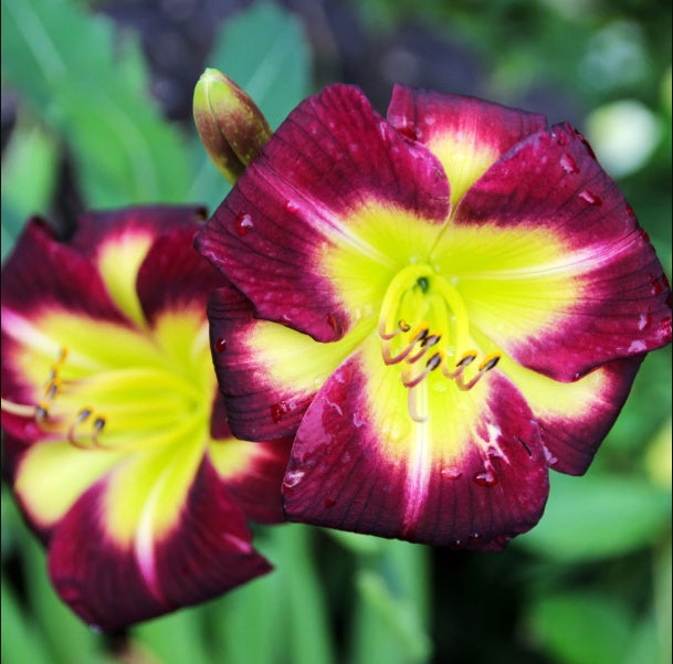 Bulbi Hemerocallis - Night Beacon - Pachet 1 Bulb - Aqua Flowers