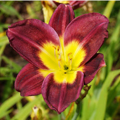 Bulbi Hemerocallis - Night Beacon - Pachet 1 Bulb - Aqua Flowers