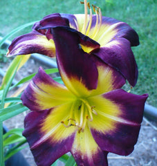 Bulbi Hemerocallis - Night Beacon - Pachet 1 Bulb - Aqua Flowers