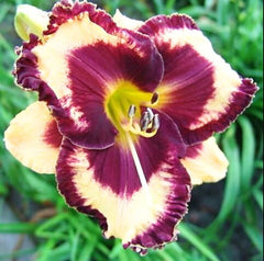 Bulbi Hemerocallis - Open My Eyes - Pachet 1 Bulb - Aqua Flowers