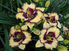 Bulbi Hemerocallis - Open My Eyes - Pachet 1 Bulb - Aqua Flowers