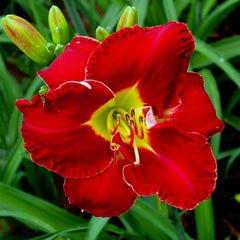 Bulbi Hemerocallis - Red Grace - Pachet 1 Bulb - Aqua Flowers