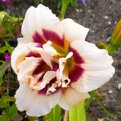 Bulbi Hemerocallis - Roswitha - Pachet 1 Bulb - Aqua Flowers
