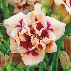 Bulbi Hemerocallis - Roswitha - Pachet 1 Bulb - Aqua Flowers