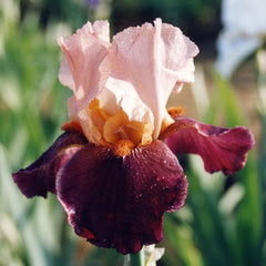 Bulbi Iris Germanica - Cimarron Strip - Pachet 1 Bulb - Aqua Flowers