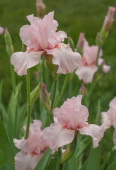 Bulbi Iris Germanica - Ski Pink - Pachet 1 Bulb - Aqua Flowers