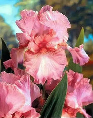Bulbi Iris Germanica - Ski Pink - Pachet 1 Bulb - Aqua Flowers