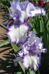 Bulbi Iris Germanica - Ski Run - Pachet 1 Bulb - Aqua Flowers