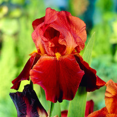 Bulbi Iris Germanica - Sultan’s Palace - Pachet 1 Bulb - Aqua Flowers