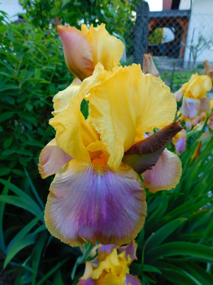 Bulbi Iris Germanica - Sunset Sky - Pachet 1 Bulb - Aqua Flowers
